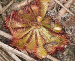 dwarf sundew